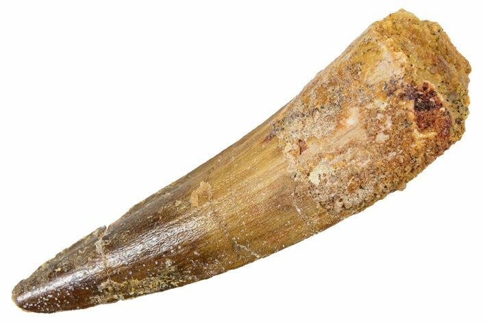 Fossil Spinosaurus Tooth - Real Dinosaur Tooth #345935